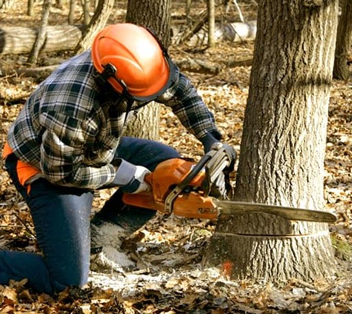 Tree Removal in Sharps Chapel, TN